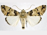 Halochroa eudela
